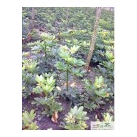 成都花葉鵝掌柴苗木供應(yīng)