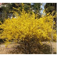 基地?zé)徜N金脈連翹