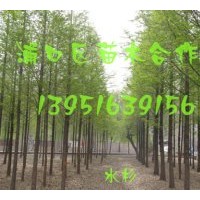 供應(yīng)大量雪松、蜀檜等