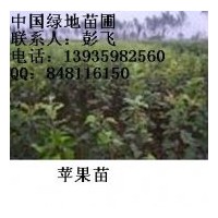 供應(yīng)國槐，速生楊，榆樹，柳樹，刺槐，桐樹，香椿等