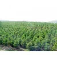 供應(yīng)油松 冬青 國槐 刺槐