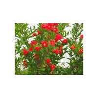 供應(yīng)牡丹石榴 芍藥 西府海棠 紫荊 紫薇 女貞