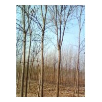 供千頭椿，毛白楊，國槐，法桐，合歡等