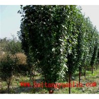 大量出售海棠樹