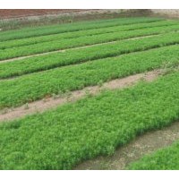 出售各類小苗：樟子松和云杉