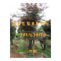 供應(yīng)綠化用金葉女貞，龍柏，紅楓，櫻花，桂花