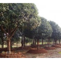 出售精品桂花 羅漢松