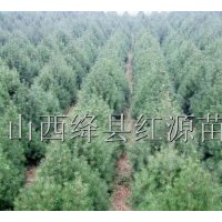 供應20公分-1米 1-6米白皮松