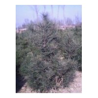 特供山西白皮松 雪松 華山松 油松 黑松