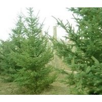 出售吉林綠化樹苗云杉、樺樹等針闊葉林
