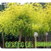 萬(wàn)通苗木基地歡迎您：主要經(jīng)營(yíng)法桐，火炬樹，白蠟，國(guó)槐，欒樹