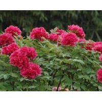 基地大量供應(yīng)優(yōu)質(zhì)牡丹苗、芍藥苗