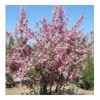 定州垂絲海棠批發(fā)