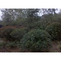 出售紅頭石楠（圖）