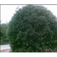 供應(yīng)大量桂花 全是精品！