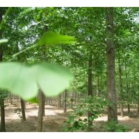 銷售16、24、28、30、35公分銀杏樹價格