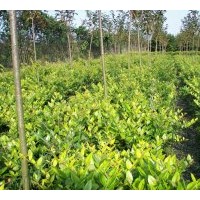 大量供應(yīng)金森女貞，金邊黃楊，紅葉石楠，法國(guó)冬青