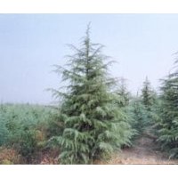 江蘇南京雪松苗木價(jià)格報(bào)價(jià)