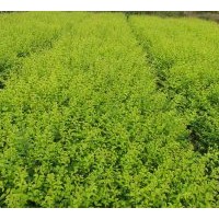 出售內(nèi)蒙古油松 丁香