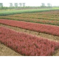 出售桂花，國槐，意楊,櫻花，紅葉小檗，金葉女貞