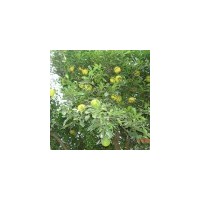 供應(yīng)各種規(guī)格香櫞