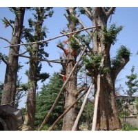 供應(yīng)5-50公分銀杏實(shí)生樹