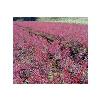 河北園林園藝苗木紅葉小檗