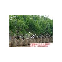 專(zhuān)供銀杏苗木