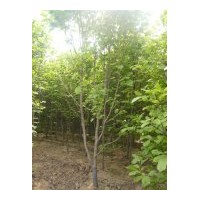 出售白皮松、油松、白玉蘭、紫玉蘭、黃玉蘭、廣玉蘭