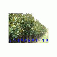 江蘇廣玉蘭基地提供廣玉蘭價(jià)格