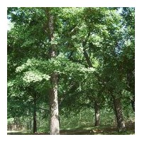 低價銷售大量銀杏苗木