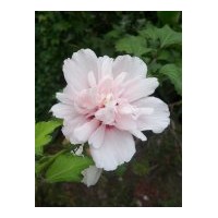 苗圃供應(yīng)木槿