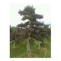 造型紅花繼木 造型榔榆 造型杜英樹(shù) 造型女貞樹(shù) 造型羅漢松 桂花