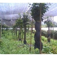 野生青楓 大量供應(yīng)