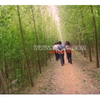 出售2-80公分銀杏樹