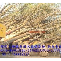 出售15公分銀杏樹