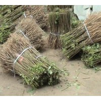 常年提供紫穗槐,刺槐等,苗木基地有10000畝