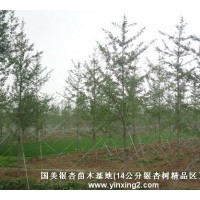 最新銀杏樹價(jià)格表