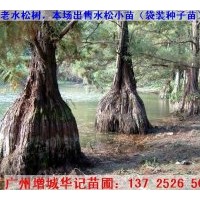 出售水松苗，水杉苗，水翁苗，水蒲桃苗，水石榕苗