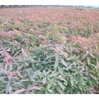 供應(yīng)木荷苗木