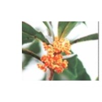 大量供應(yīng)丹桂