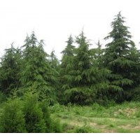 供應(yīng)雪松\廣玉蘭\高桿女貞\杜仲\樸樹\國槐\桂花\欒樹