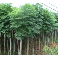 出售竹柳.垂柳.河北楊.毛白楊.木槿.紅葉碧桃.紫葉李