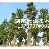 湖南花木基地供銷紅桎木,榆樹,銀杏,香樟,欒樹等精品苗木！