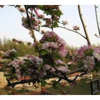出售西府海棠