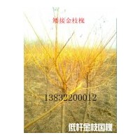 供河北金枝槐