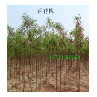 出售香花槐|白蠟|饅頭柳|旱柳|垂柳