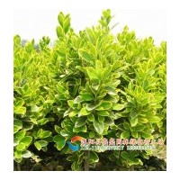 供應(yīng)金邊黃楊，北海道黃楊，龜甲冬青