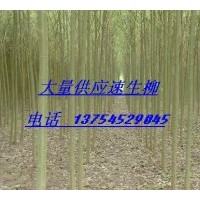 供旱柳、速生柳、綠柳、青皮柳