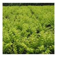 基地?zé)徜N金葉女貞